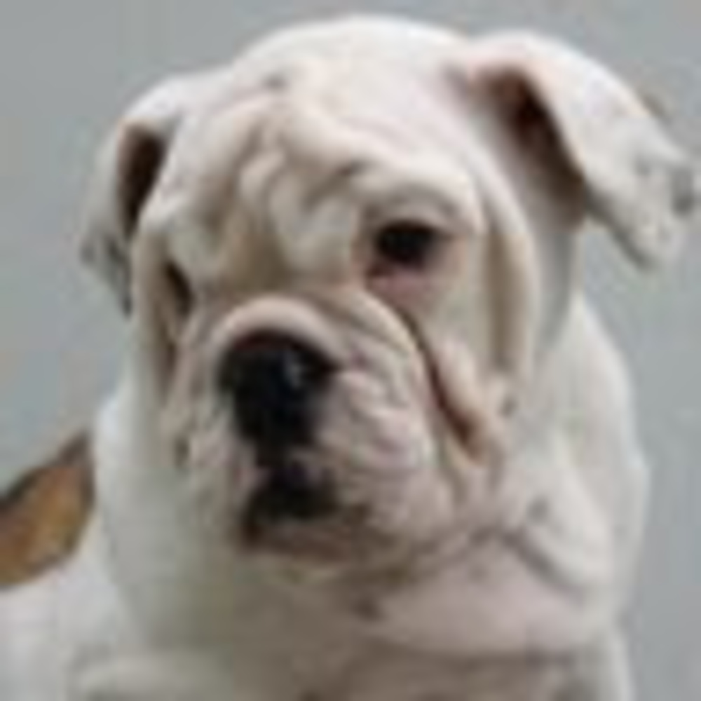 Meet your Posher, Chandler